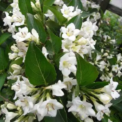 Вейгела БРИСТОЛЬСКАЯ СНЕЖИНКА в Слуцке