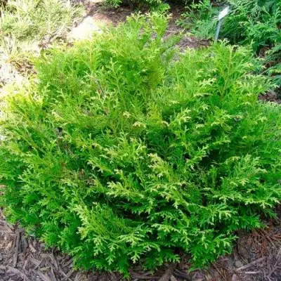 Туевик НАНА долотовидный  в Слуцке