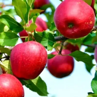 Яблоня МОДИ в Слуцке