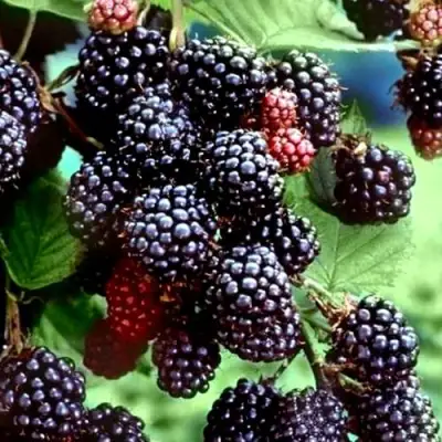 Ежевика ЭВЕРГРИН бесшипная  в Слуцке