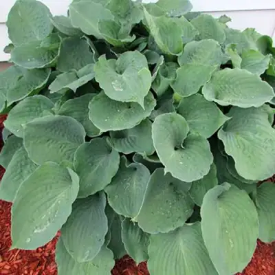 Хоста МУНЛАЙТ СОНАТА гибридная в Слуцке