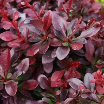 Барбарис АТРОПУРПУРЕА НАНА тунберга в Слуцке