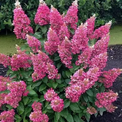 Гортензия МЕГА МИНДИ метельчатая в Слуцке