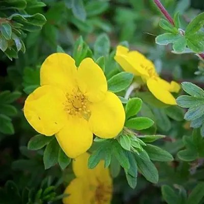 Лапчатка ГОЛДСТАР кустарниковая в Слуцке