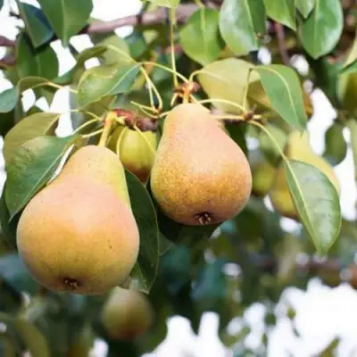 Груша ВЫСТАВОЧНАЯ в Слуцке