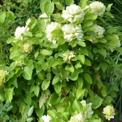 Клематис КОХАНА в Слуцке