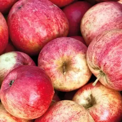 Яблоня ШТРИФЕЛЬ в Слуцке