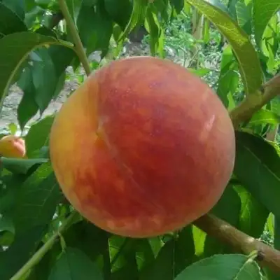 Персик ВАЙН ГОЛД Т3 в Слуцке