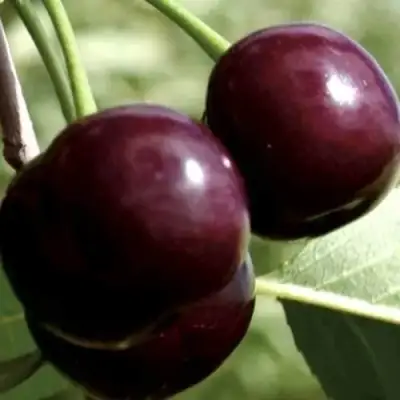 Дюк КСЕНИЯ (ЧЕРЕВИШНЯ) в Слуцке