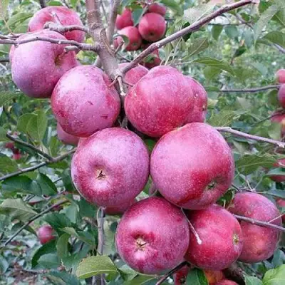 Яблоня ФЛОРИНА в Слуцке