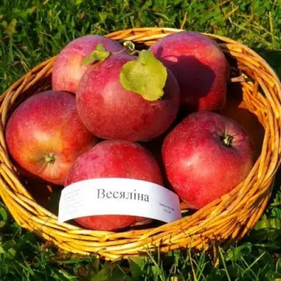 Яблоня ВЕСЯЛИНА в Слуцке