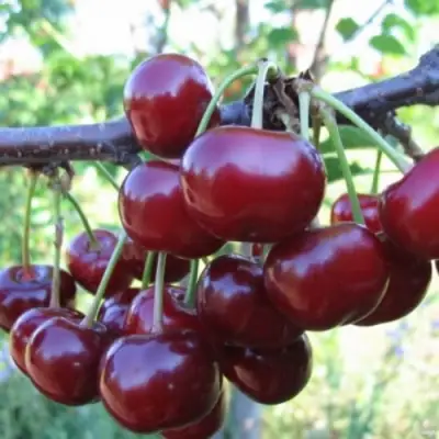 Вишня НОРД СТАР в Слуцке