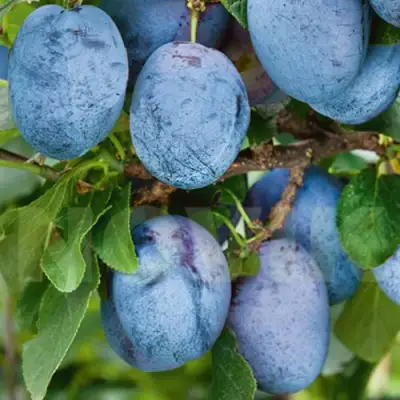 Слива ОДА в Слуцке