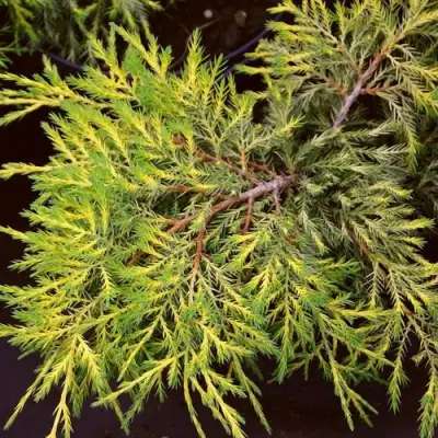 Можжевельник КИНГ ОФ СПРИНГ средний в Слуцке