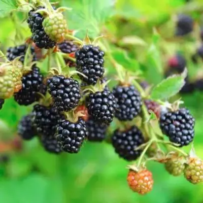 Ежевика АПАЧИ бесшипная  в Слуцке