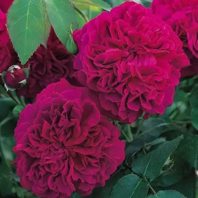 Роза ВИЛЬЯМ ШЕКСПИР английская в Слуцке