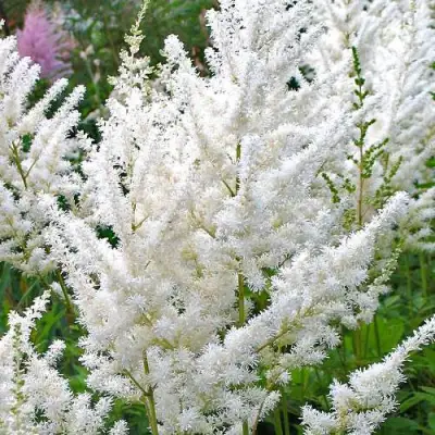 Астильба ДИАМАНТ Арендса в Слуцке