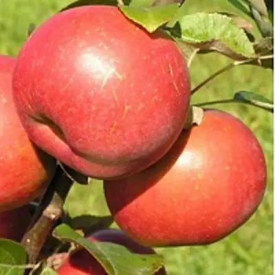 Яблоня РЕДКРАФТ в Слуцке