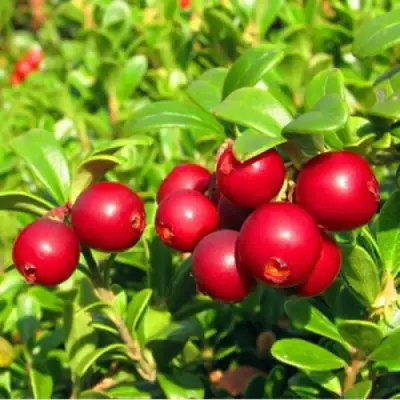 Брусника садовая РЕД ПЕРЛ в Слуцке