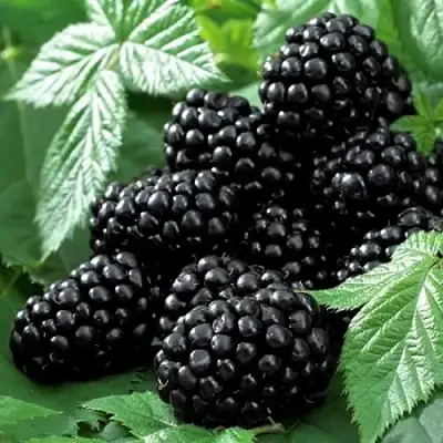 Ежевика БЛЭК БЬЮТИ в Слуцке