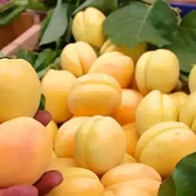 Абрикос АНАНАСНЫЙ в Слуцке