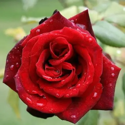 Роза ТАБУ чайно-гибридная в Слуцке