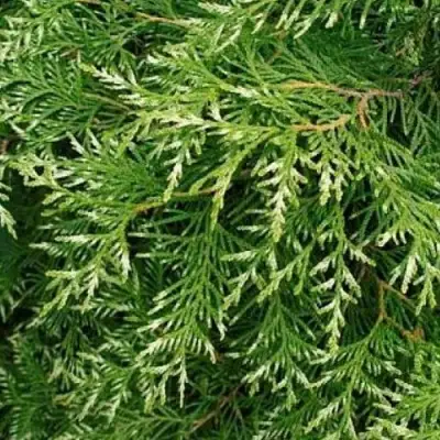 Туя СМАРАГД ВАРИЕГАТА западная в Слуцке