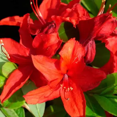 Азалия НАБУКО листопадная в Слуцке