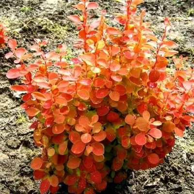 Барбарис ОРАНЖ ФАЙЕР тунберга в Слуцке