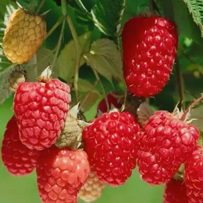 Малина ХИМБО-ТОП в Слуцке