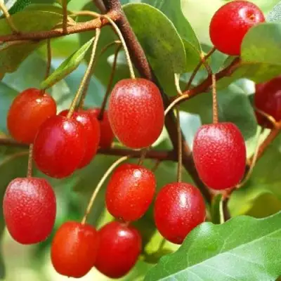 ГУМИ (ЛОХ МНОГОЦВЕТКОВЫЙ) в Слуцке