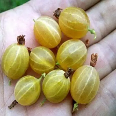 Крыжовник ЯРОВОЙ в Слуцке