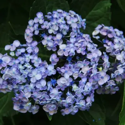 Гортензия АИША крупнолистная  в Слуцке