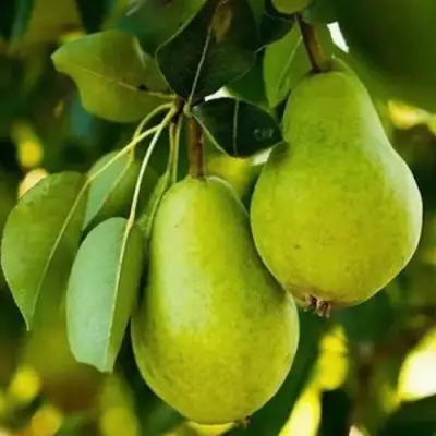 Груша СЕВЕРЯНКА колонновидная в Слуцке