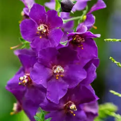 Коровяк ВИОЛЕТТА (вербаскум) в Слуцке