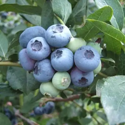 Голубика БЛЮЭТТА в Слуцке