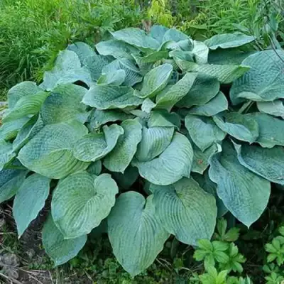 Хоста ЭЛЕГАНС Зибольда в Слуцке