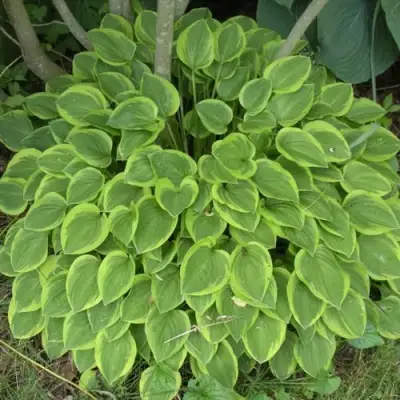 Хоста ГОЛДЕН ТИАРА в Слуцке