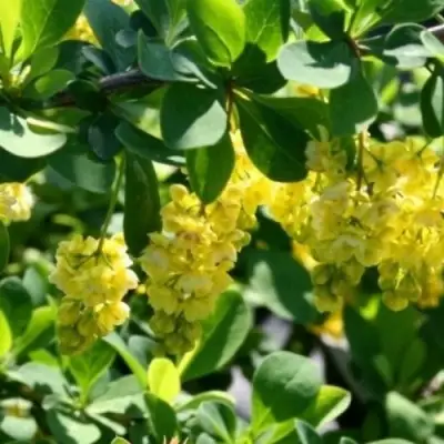 Барбарис ИНДИАН САММЕР  в Слуцке