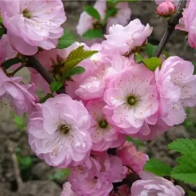 Миндаль ТРЁХЛОПАСТНЫЙ (луизеания) в Слуцке