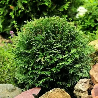 Туя ДАНИКА западная в Слуцке