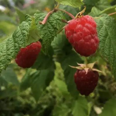 Малина КАРАМЕЛЬНАЯ в Слуцке