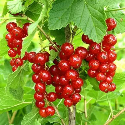 Смородина красная ФЕРТОДИ в Слуцке