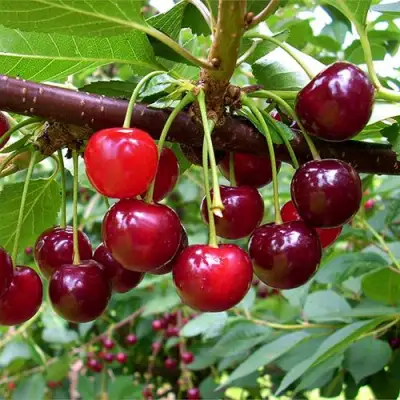 Вишня БРУСНИЦЫНА степная в Слуцке