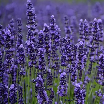 Лаванда МАНСТЕД узколистная в Слуцке