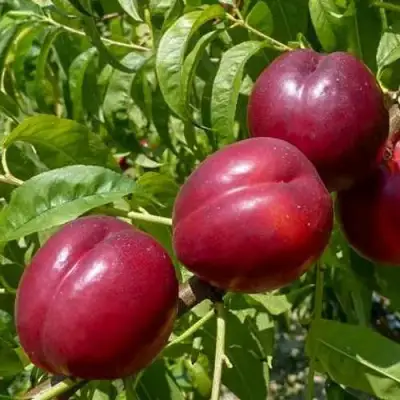 Нектарин БИГ-ТОП в Слуцке