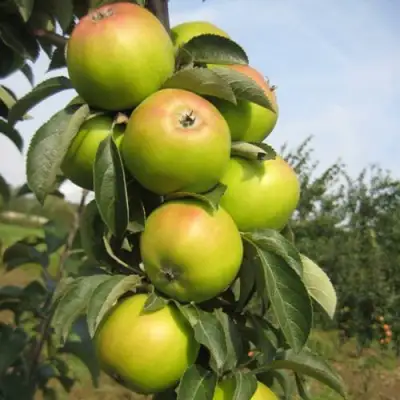 Яблоня ЛУКОМОР колонновидная в Слуцке