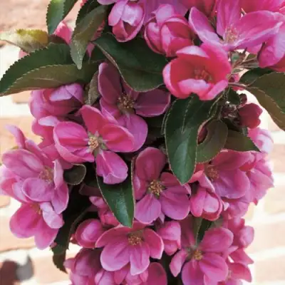 Яблоня ЗЕЛЁНЫЙ БУКЕТ декоративная в Слуцке