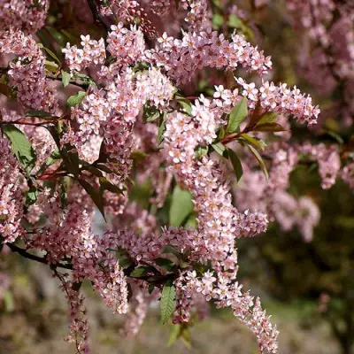 Черемуха НЕЖНОСТЬ в Слуцке