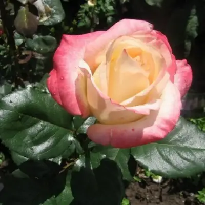 Роза БЕЛА ПЕРЛА чайно-гибридная в Слуцке